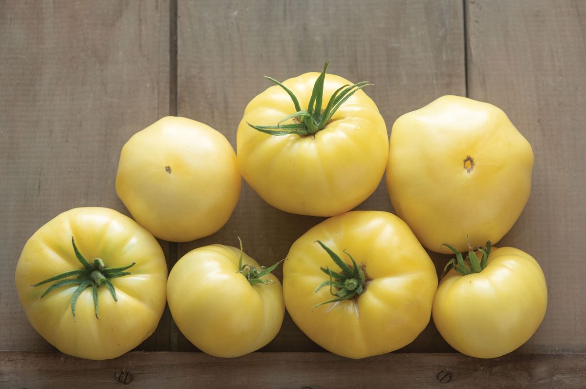 Marvori – Tomato Seed